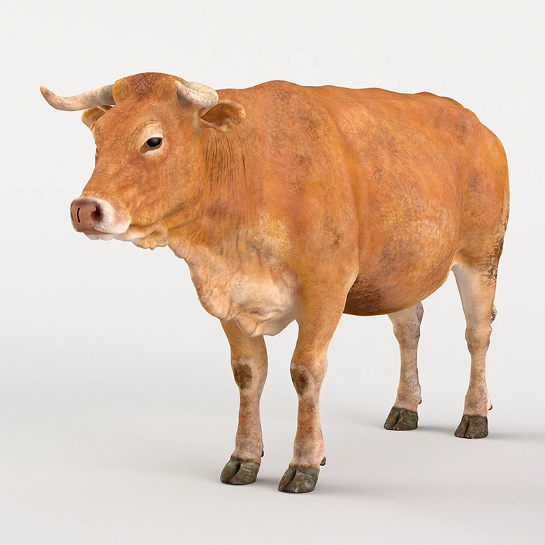 影视级VFX动物CG素材牛模型支持多格式VFXGrace - Cattle Cow