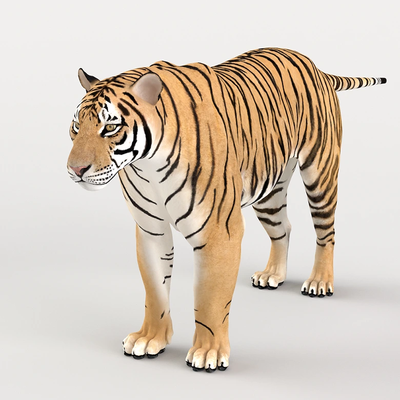 影视级老虎动画模型,Blender/C4D/OBJ三格式VFX Grace – Siberian Tiger Animation