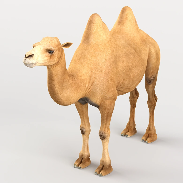 沙漠骆驼丝绸之路运输工具高品质Blender模型下载VFXGrace - Bactrian Camel