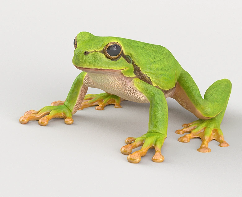 真实两栖动物绿色树蟾 绑定动画特效模型VFXGrace - Tree Frog
